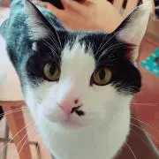 しゅうの画像
