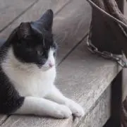 N2Fの画像