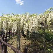Rinの画像