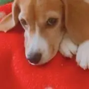 ビーグルグルの画像