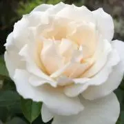 の