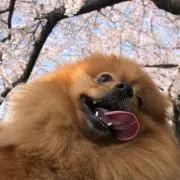 レオの画像