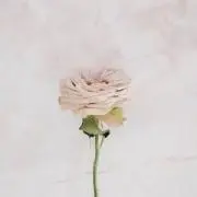 merumo.の画像