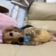 マロン