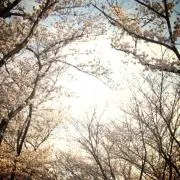 あめ色の画像
