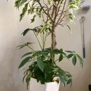 Ruruの画像