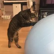 キジトラ