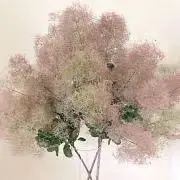 りのの画像