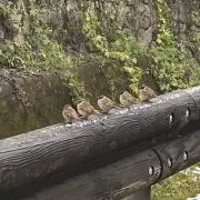 RUIRUIの画像