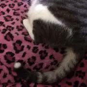 Zakuの画像