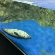 さやぴーの画像