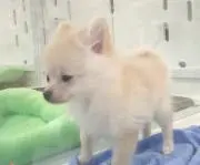K'K☆の画像