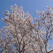 ★ボンボ★の画像