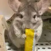 ちゃちゃまるの画像