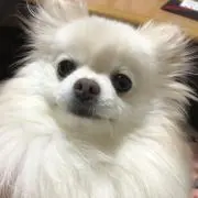もしもし亀かもよの画像