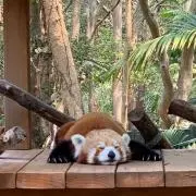 ちびQの画像
