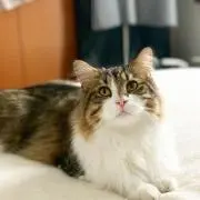 雪塩の画像