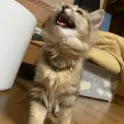 nanaの画像