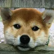 ハイジ