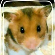 リリー♥プロフ必読