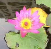 ピクシーの画像