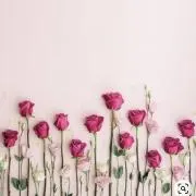 viviの画像