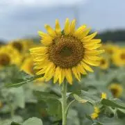 hohohoの画像