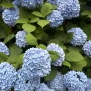Yumiiiii!の画像