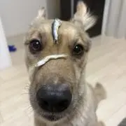 にぼしまんの画像