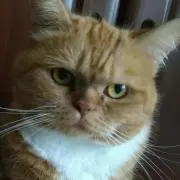 ここの画像