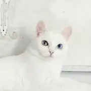 みかん