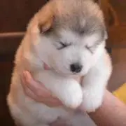 きすけ