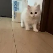 まッき-★の画像