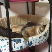 SRL*プロフ必読して下さい*