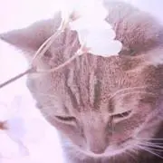 銀猫の画像