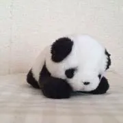 ぱんだの画像