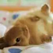 ピョン吉