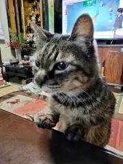 コトラ