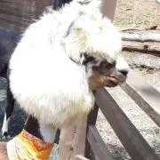 DRの画像