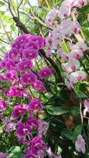 chachaの画像