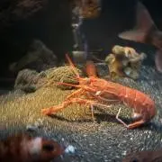 えびふぃれおの画像