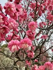梅の画像