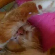 よつば♪プロフ必読の画像