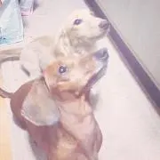 しあ