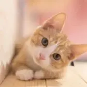 satomi