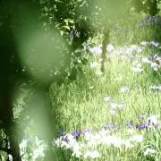 新緑