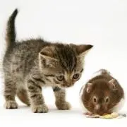 とまとの画像
