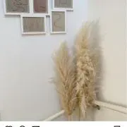 se☆seの画像