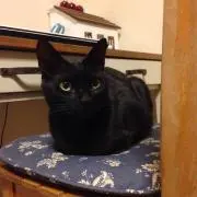 ゆみ