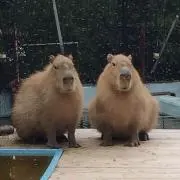yomichiの画像